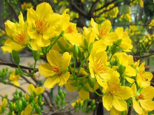 Ý nghĩa phong thủy của hoa mai