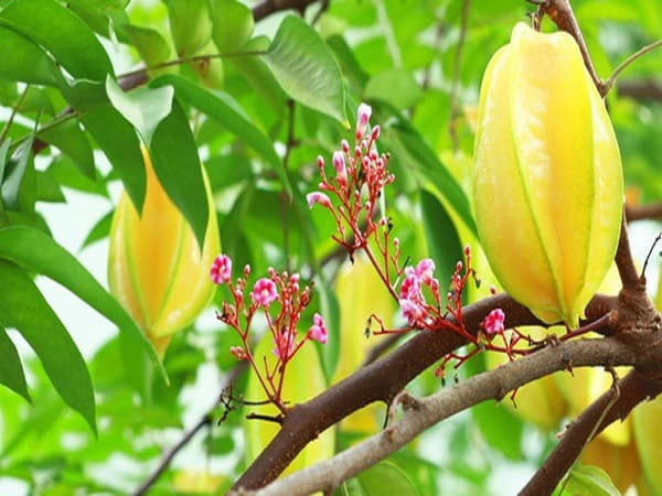 Con số may mắn khi nhìn thấy quả khế