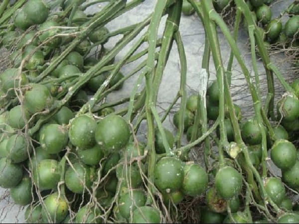 Con số may mắn liên quan khi nhìn thấy buồng cau