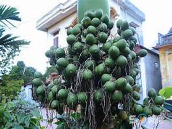 Ý nghĩa của buồng cau trong văn hóa dân gian