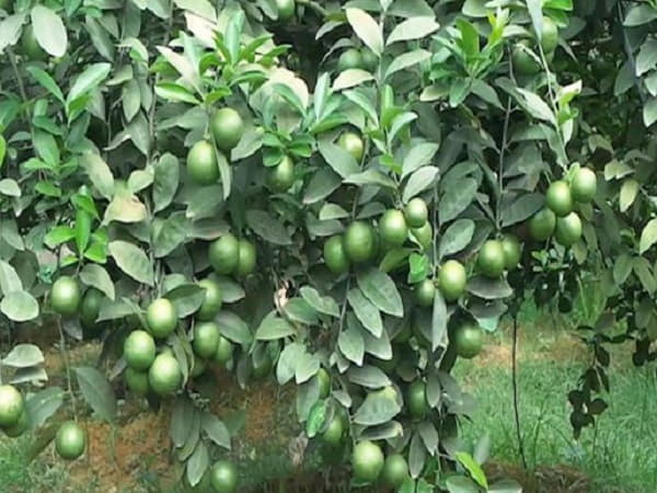 Ý  nghĩa của cây chanh trong tâm linh