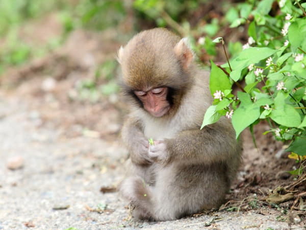 Ý nghĩa của con khỉ trong phong thủy