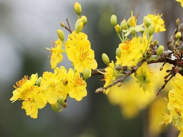Con số may mắn liên quan khi nhìn thấy hoa mai