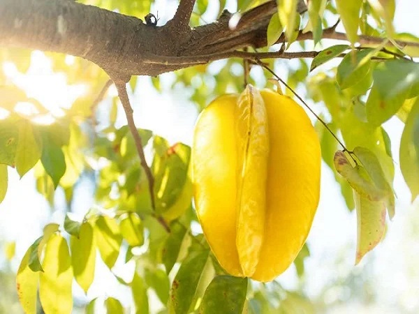 Ý nghĩa của quả khế trong tâm linh