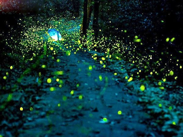 Ý nghĩa của việc nhìn thấy đom đóm