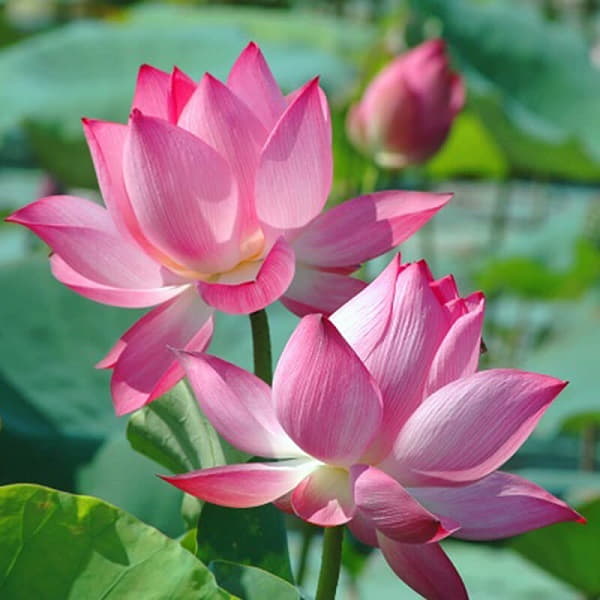 Ý nghĩa của hoa sen trong văn hóa Việt Nam