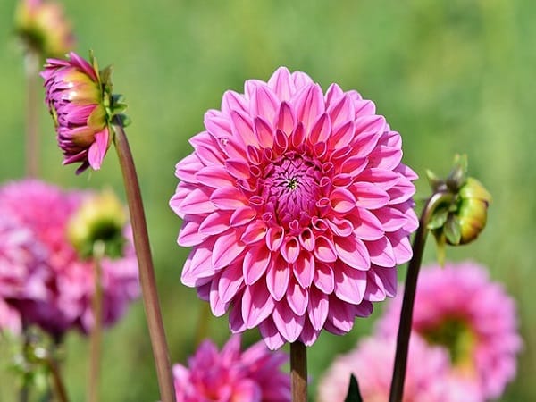 Con số may mắn liên quan khi nhìn thấy hoa thược dược