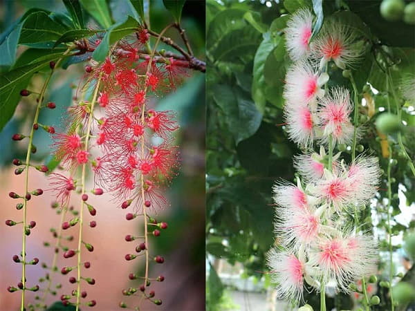 Ý nghĩa hình ảnh cây nhiều lộc