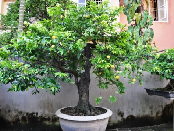 Con số may mắn liên quan khi nhìn thấy cây cảnh