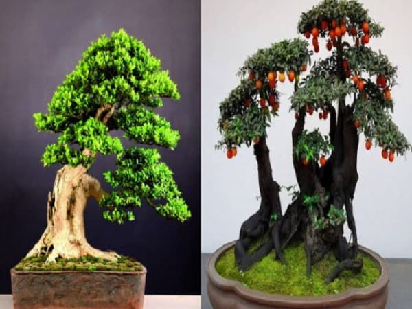 Ý nghĩa phong thủy của cây cảnh
