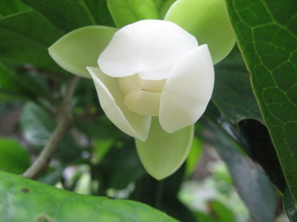 Hồi hộp nhiều điềm báo khi đi đường thấy hoa màu trắng