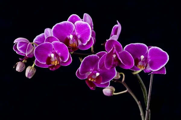 Thấy hàng xóm mua hoa lan