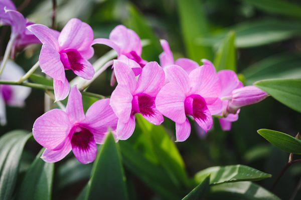 Khám phá điềm lành khi bất ngờ nhìn thấy hoa lan!