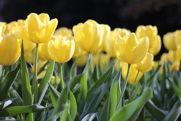 Thấy hoa tulip trong buổi tiệc hoặc sự kiện