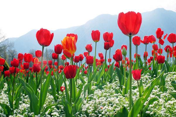 Bất ngờ nhìn thấy hoa tulip có mang lại may mắn không?
