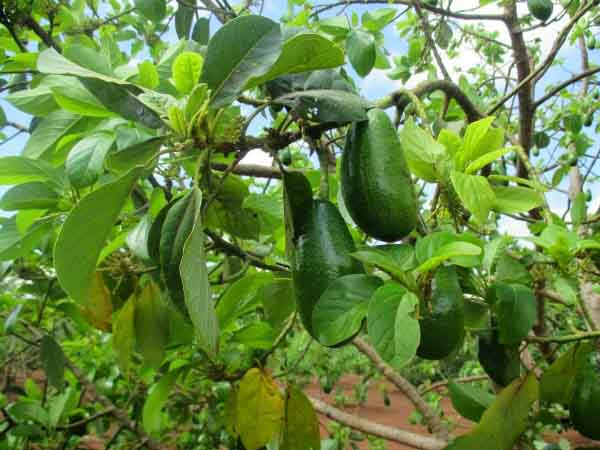 Nằm mơ thấy cây bơ mang ý nghĩa gì?