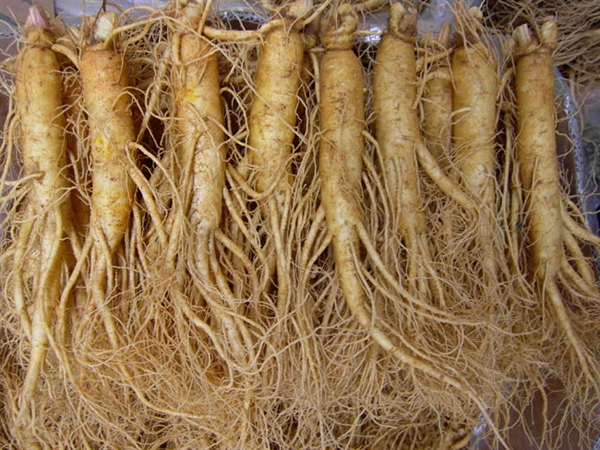 Chiêm bao thấy củ nhân sâm mua vé số con gì dễ ăn