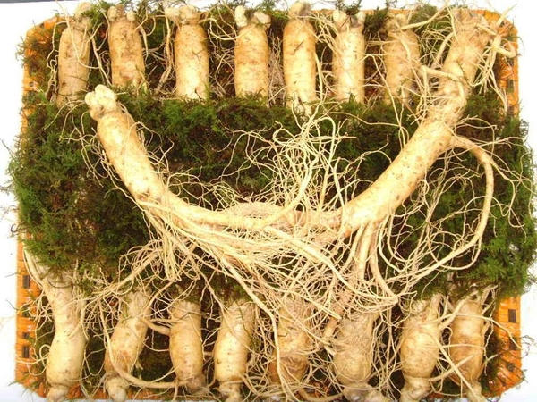Chiêm bao thấy củ nhân sâm mua vé số con gì dễ ăn