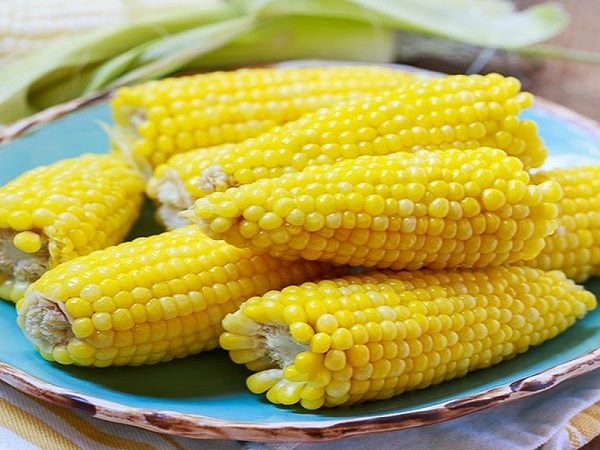 Nằm mơ thấy hạt ngô cho thấy ý nghĩa gì đặc biệt