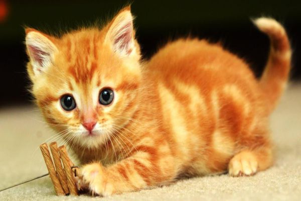Nằm mơ thấy mèo vàng mua vé số con gì trúng lớn