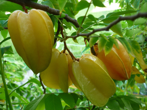 Nằm mơ thấy quả khế thường có điềm báo gì hấp dẫn