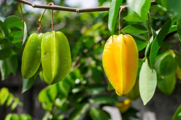 Nằm mơ thấy quả khế thường có điềm báo gì hấp dẫn