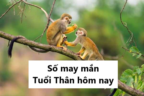Số may mắn tuổi Thân hôm nay giúp đổi vận tốt lành