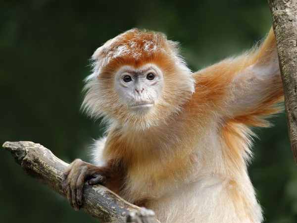 Đôi nét về tử vi tuổi Thân hôm nay