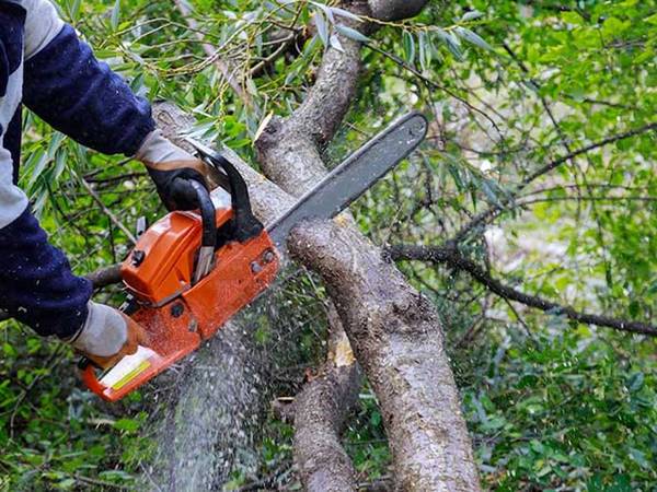 Chiêm bao thấy chặt cây có phải điềm xui xẻo?