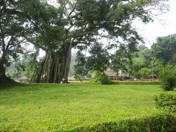Nằm mộng thấy cây cổ thụ thể hiện ý nghĩa gì thú vị