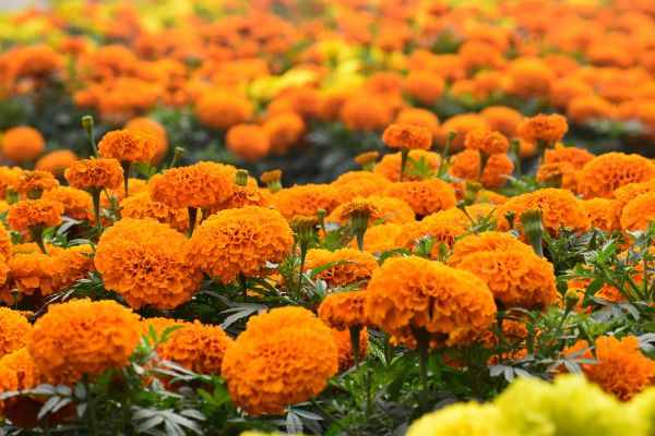 Chiêm bao thấy đang hái hoa vạn thọ trong vườn