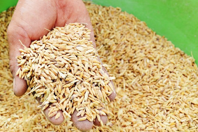 Nằm mơ thấy hạt lúa: Điềm lành hay báo hiệu điều xui?