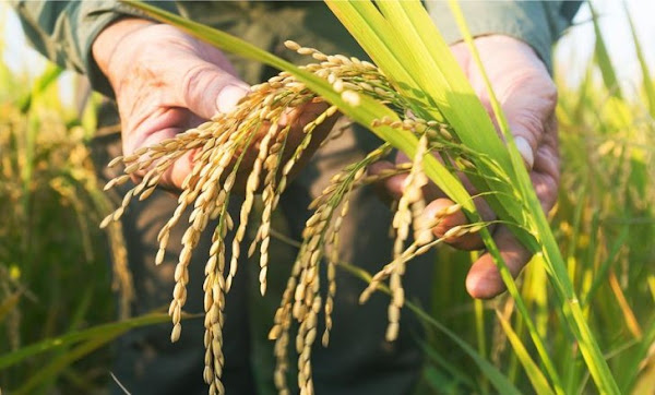 Luận giải giấc mơ thấy hạt lúa được gieo xuống đất