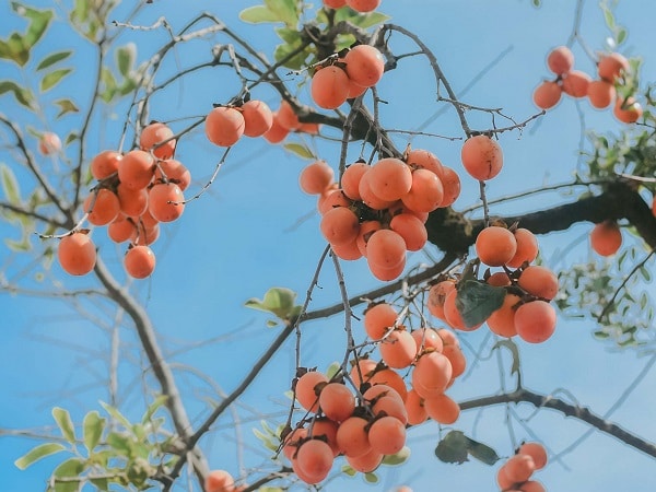 Giải mã mơ thấy cây hồng mang thông điệp hung hay cát?
