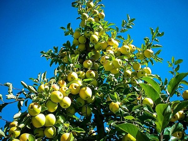 Tiết lộ thông điệp từ giấc mơ thấy cây táo chi tiết