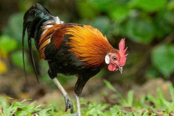 Nằm mơ thấy gà trống có phải điềm báo vận may đang đến?