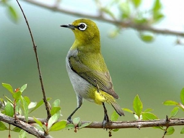 Khám phá ý nghĩa sâu xa khi nằm mơ thấy chim họa mi