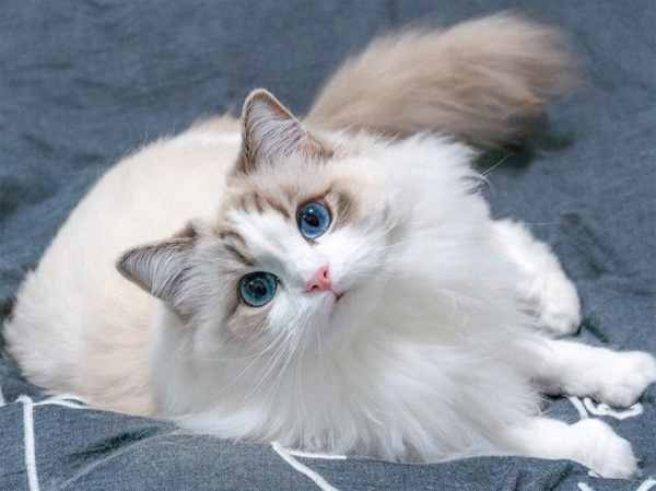 Giải mã giấc mộng thấy mình vuốt ve mèo trắng