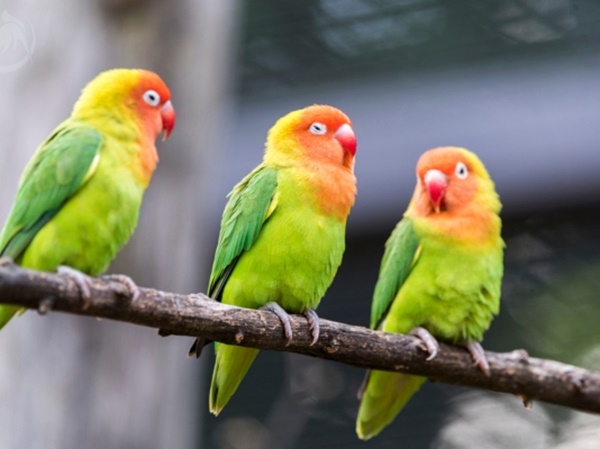 Chiêm bao thấy chim vẹt có phải điềm lành gõ cửa?