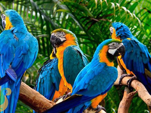 Chiêm bao thấy chim vẹt có phải điềm lành gõ cửa?