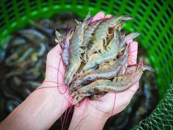 Luận giải chi tiết ý nghĩa mơ thấy bắt tôm là điềm gì?