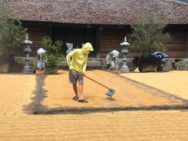 Luận giải ý nghĩa giấc mơ thấy phơi thóc