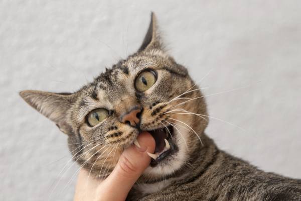 Nằm mê thấy mèo cắn nhưng không chảy máu