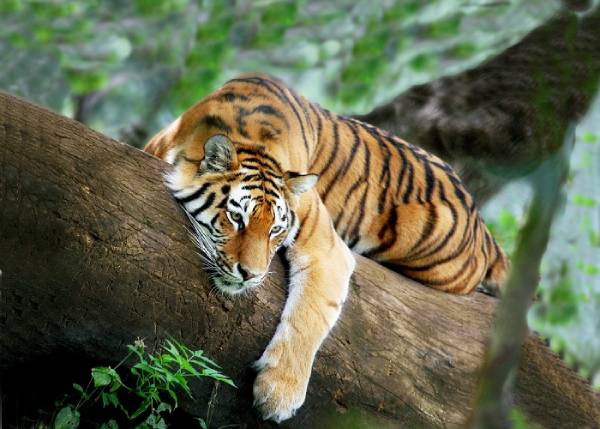 Gợi ý cặp số nên tránh với tuổi Dần hôm nay