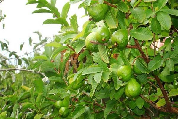 Giải mã mơ thấy cây ổi: Tín hiệu sức khỏe hay công việc?