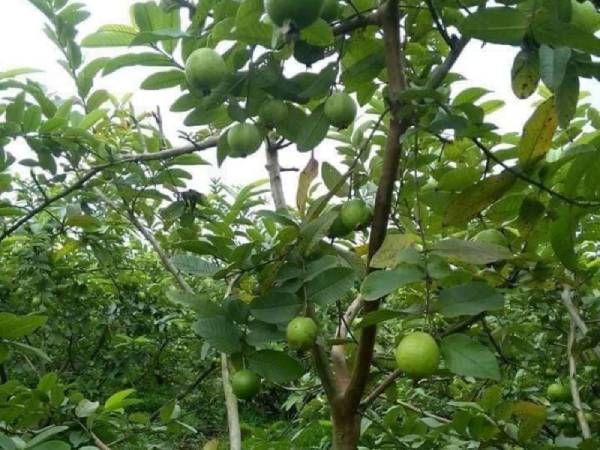 Chiêm bao thấy cây ổi có nhiều trái xanh