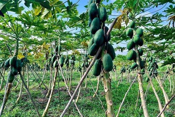 Nằm mơ thấy cây đu đủ nhiều quả