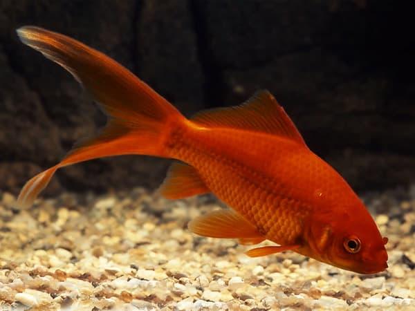 Mơ thấy cá vàng bơi trong nước, cá vàng chết có điềm gì