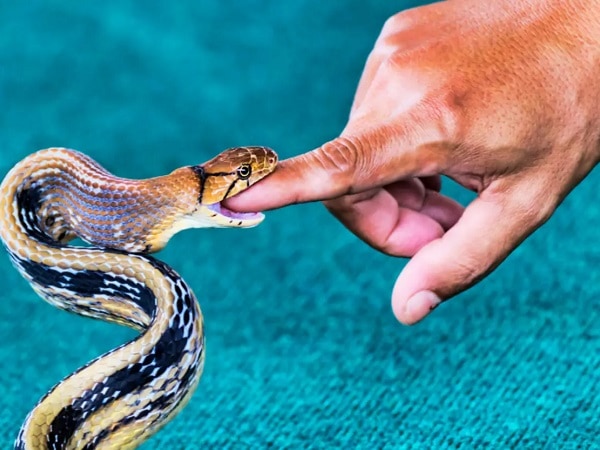 Giải mã hiện tượng nằm mơ thấy rắn cắn tay là điềm gì?