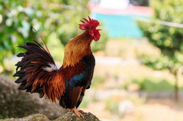 Hé lộ con số đẹp tuổi Dậu 18/10/2025 bứt phá tài lộc
